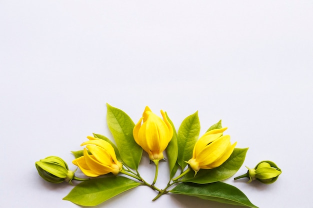 黄色い花イランイランアレンジメントフラットレイポストカードスタイル