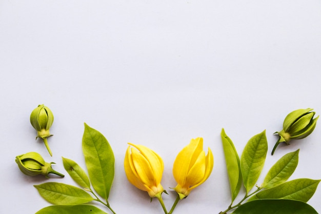 黄色い花イランイランアレンジメントポストカードスタイル
