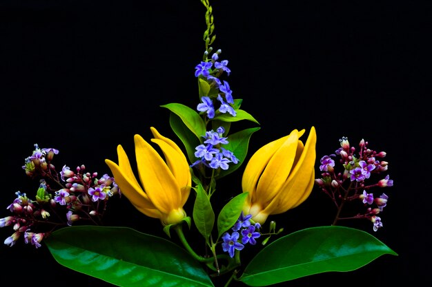 yellow flowers ylang ylang on blac