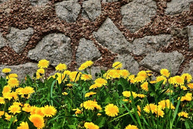 Желтые цветы молодых одуванчиков и зеленой травы на абстрактном фоне каменной стены