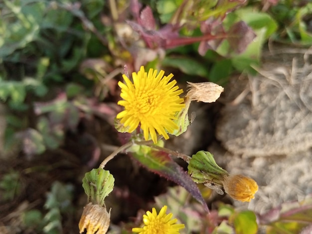 Photo yellow flowers