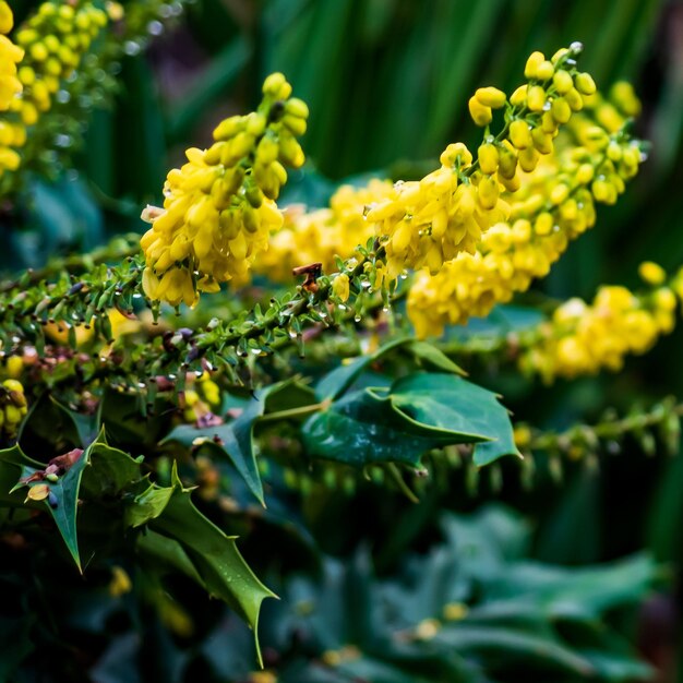 Photo yellow flowers