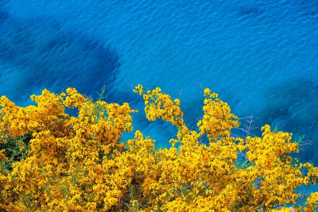 Yellow flowers