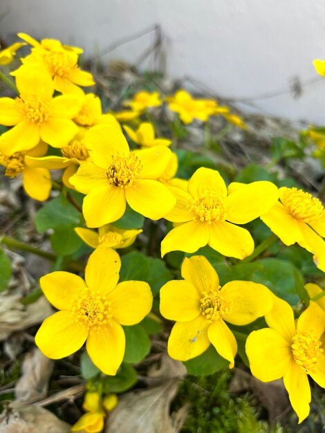 Yellow flowers