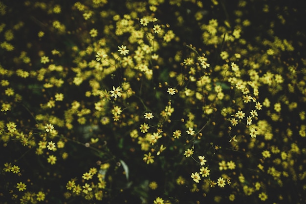 Yellow flowers