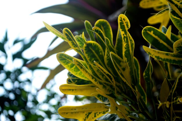 写真 黄色の花