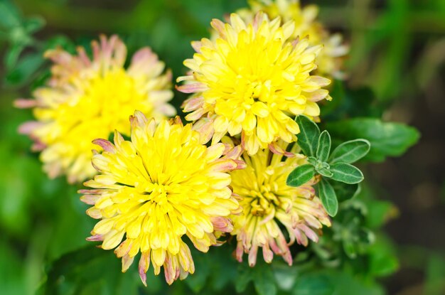 Yellow flowers