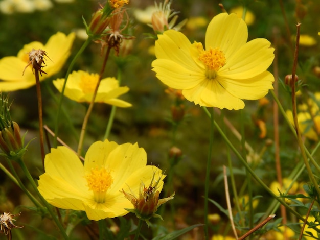 Yellow flowers