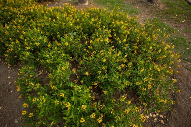 Yellow flowers.