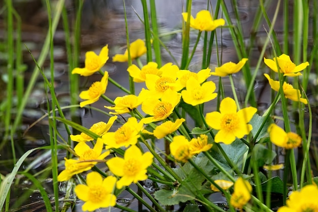 Yellow flowers