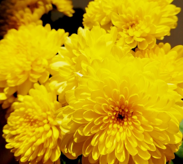 Yellow Flowers