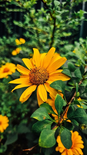 Yellow flowers