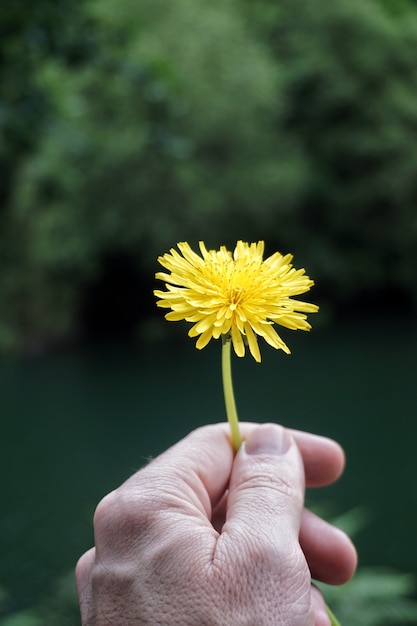 the yellow flowers