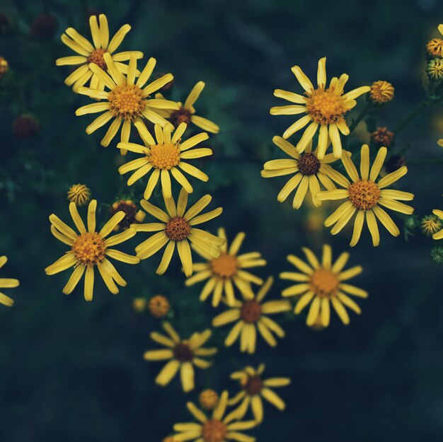 Photo the yellow flowers