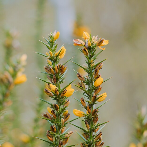 The yellow flowers 