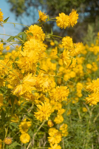 Yellow flowersxA