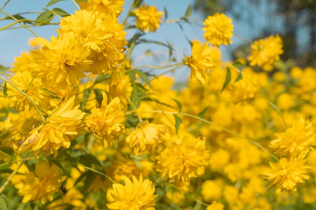 Yellow flowersxA