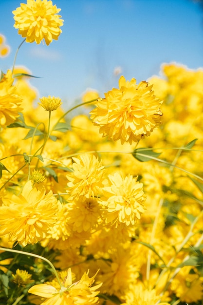 Yellow flowersxA