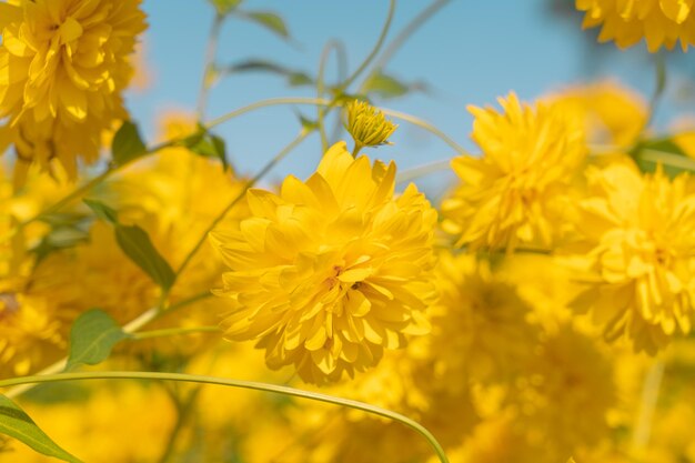 Yellow flowersxA