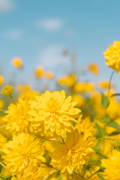 Yellow flowersxA