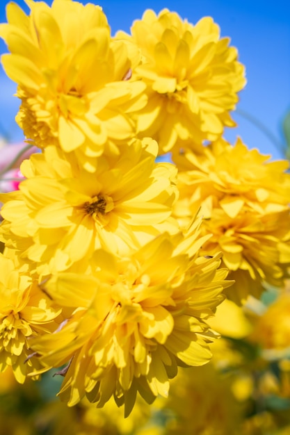 Yellow flowersxA