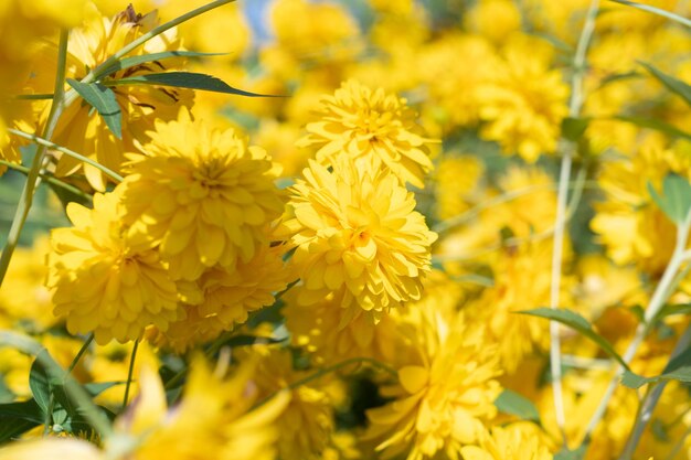 Yellow flowersxA