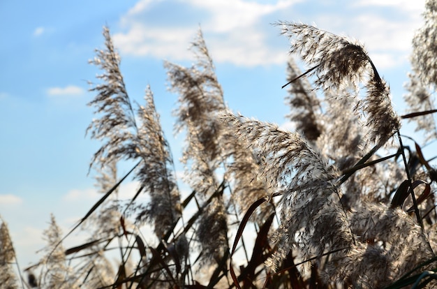 Yellow fluffy reeds