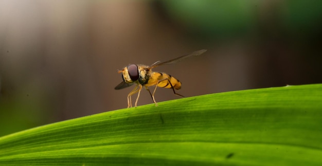 Photo a yellow fly on a leaf