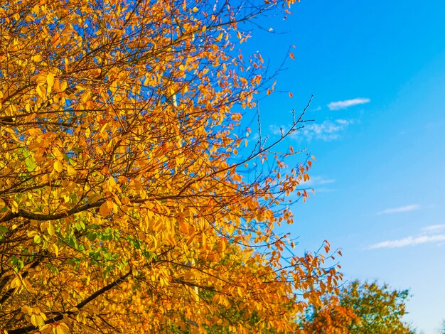 Fogliame giallo contro il cielo blu.