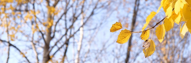 Yellow foliage in the autumn park. Autumn leaves sky.