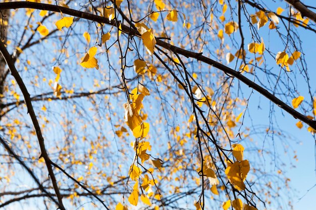 Yellow foliage autumn