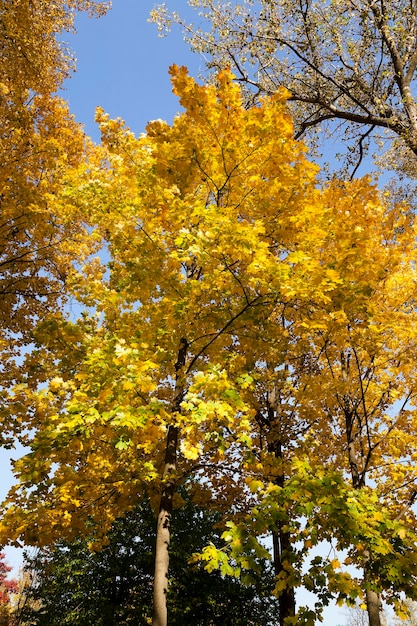 Yellow foliage Closeup