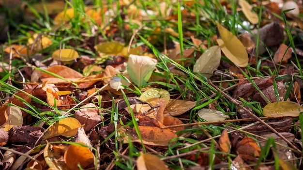 Yellow foliage in the forest.