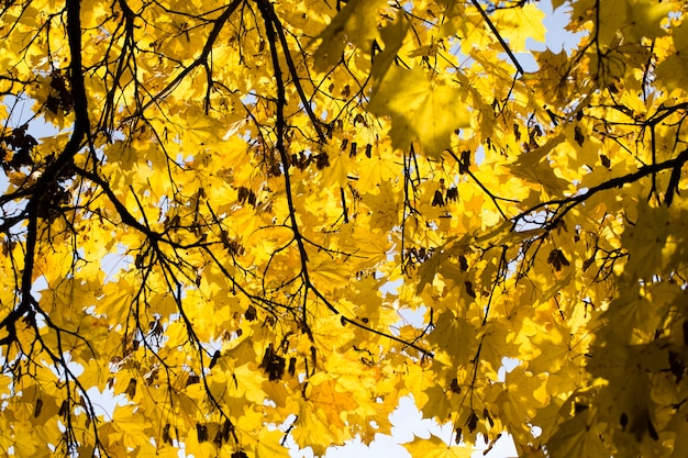 yellow foliage of maple in the autumn season