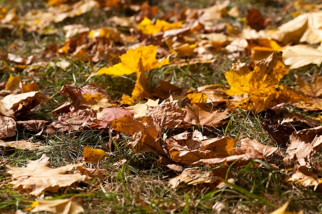 Фото Желтая листва клена во время листопада. осенний сезон