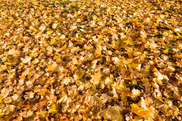 Fogliame giallo degli alberi in autunno