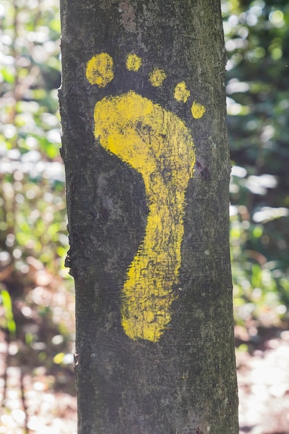 Фото Желтые знаки следа на дереве в лесу для пешехода. символ дорожки.