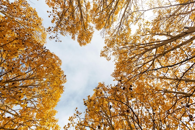 Yellow forest in Autumn time