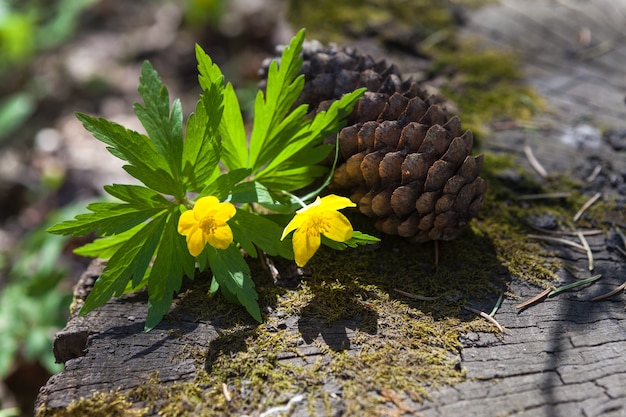 Yellow forest flowers. Spring forest in sunny weather.