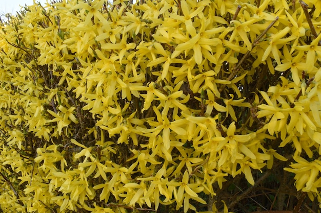 Photo yellow forsythia flowers