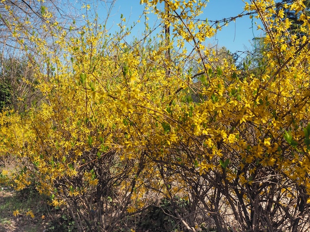 黄色のレンギョウ（Forsythia x intermedia）の花