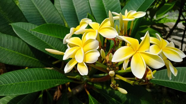 Yellow frangipani flowers bloom on the branches