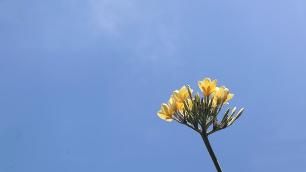 밝은 푸른 하늘에 피는 노란색 frangipani 꽃 격리 된 노란색 흰색 plumeria 꽃