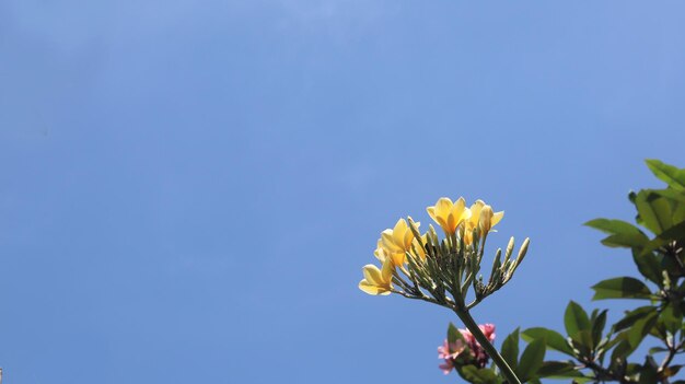 Yellow frangipani flowers blooming against a bright blue sky Yellow white plumeria flower isolated