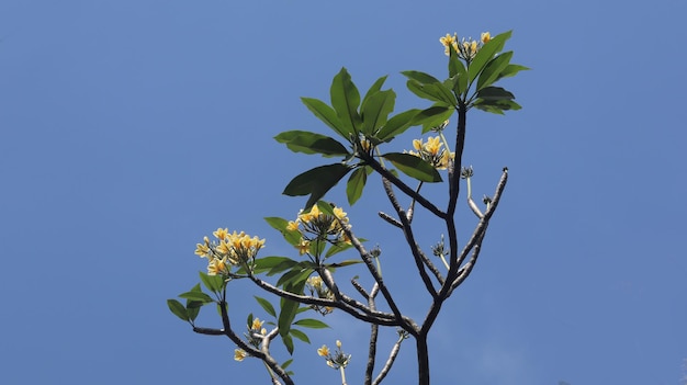 밝은 푸른 하늘에 피는 노란색 frangipani 꽃 노란색 흰색 플루메리아 꽃