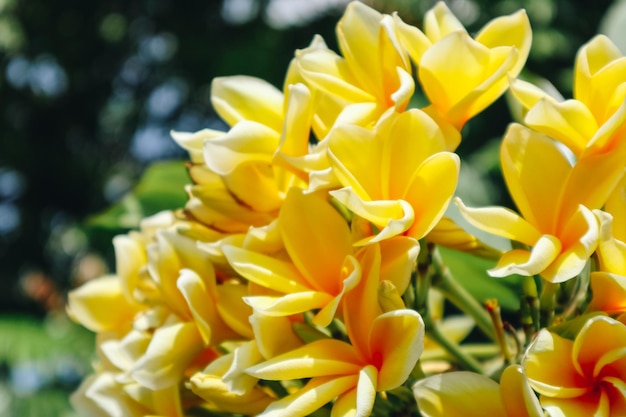 Yellow frangipani flowers or plumeria close up in the tree