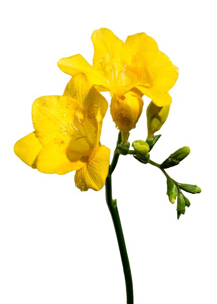 Photo yellow freesia flower on a white background
