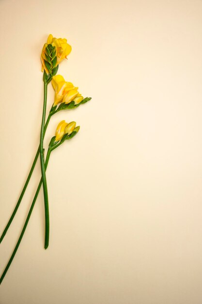 黄色いフリージアの花