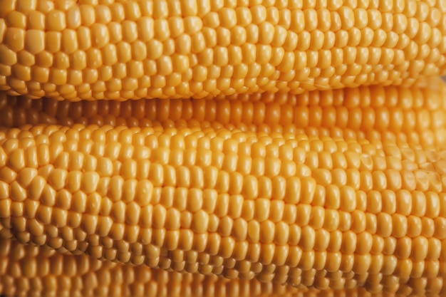 Photo yellow fresh corn background