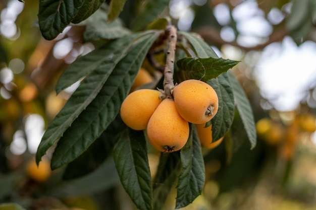 Yellow fresh Loquat fruit in a tree